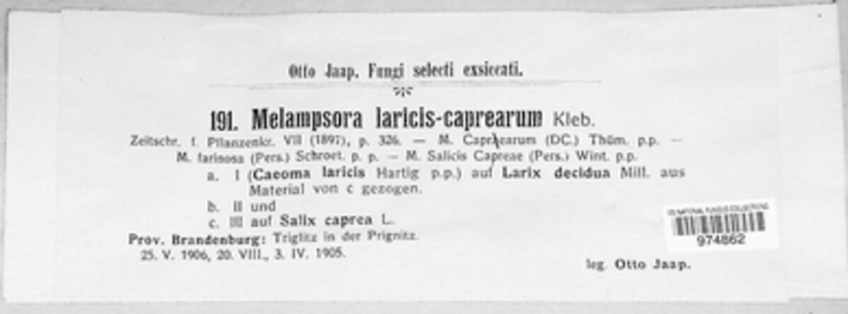 Melampsora laricis-capraearum image